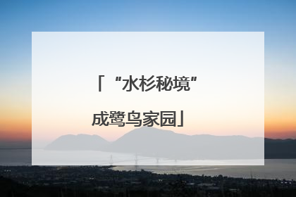 “水杉秘境”成鹭鸟家园