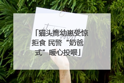 猫头鹰幼崽受惊拒食 民警“奶爸式”暖心投喂