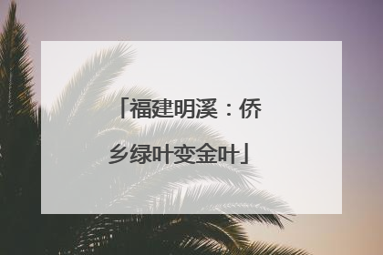 福建明溪：侨乡绿叶变金叶
