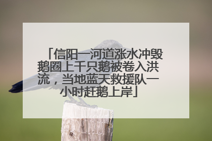 信阳一河道涨水冲毁鹅圈上千只鹅被卷入洪流，当地蓝天救援队一小时赶鹅上岸