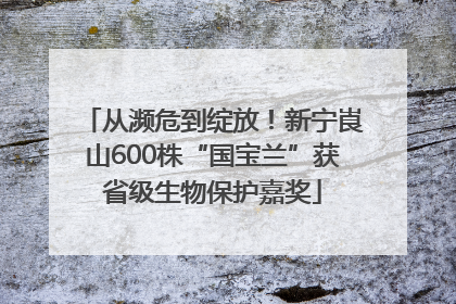 从濒危到绽放！新宁崀山600株“国宝兰”获省级生物保护嘉奖