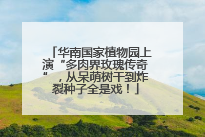 华南国家植物园上演“多肉界玫瑰传奇”，从呆萌树干到炸裂种子全是戏！