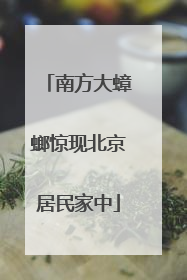 南方大蟑螂惊现北京居民家中