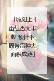 城阳上千亩红杏大丰收 预计下周各品种大面积成熟