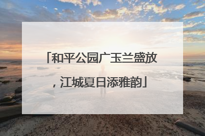 和平公园广玉兰盛放，江城夏日添雅韵