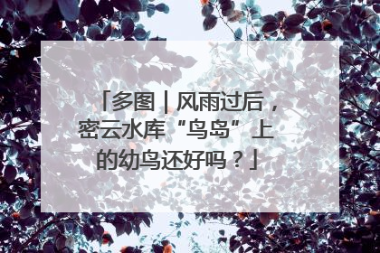 多图|风雨过后,密云水库“鸟岛”上的幼鸟还好吗?
