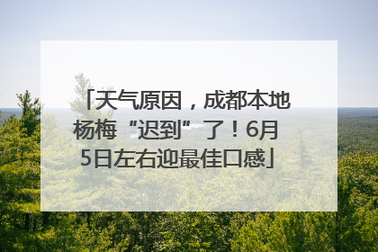天气原因，成都本地杨梅“迟到”了！6月5日左右迎最佳口感