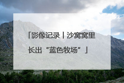 影像记录丨沙窝窝里长出“蓝色牧场”