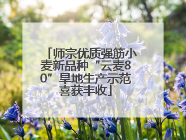 师宗优质强筋小麦新品种“云麦80”旱地生产示范喜获丰收