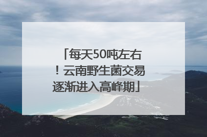 每天50吨左右！云南野生菌交易逐渐进入高峰期