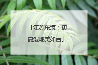 江苏东海：初夏湿地美如画