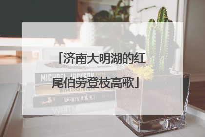 济南大明湖的红尾伯劳登枝高歌