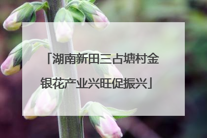 湖南新田三占塘村金银花产业兴旺促振兴