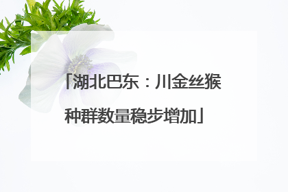 湖北巴东：川金丝猴种群数量稳步增加