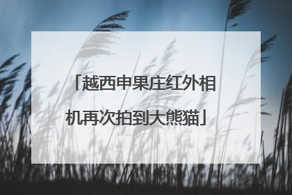 越西申果庄红外相机再次拍到大熊猫