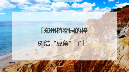 郑州植物园的梓树结“豆角”了