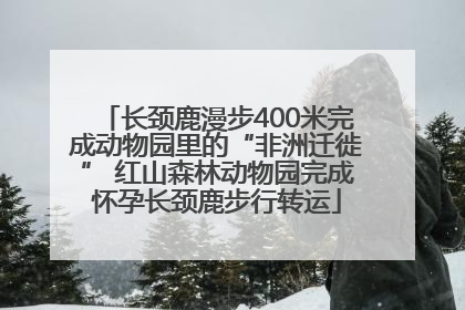 长颈鹿漫步400米完成动物园里的“非洲迁徙” 红山森林动物园完成怀孕长颈鹿步行转运