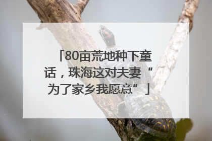 80亩荒地种下童话，珠海这对夫妻“为了家乡我愿意”